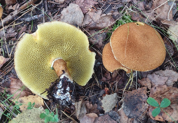 hríbovec dutohlúbikový Suillus cavipes (Opat.) A.H. Sm. & Thiers