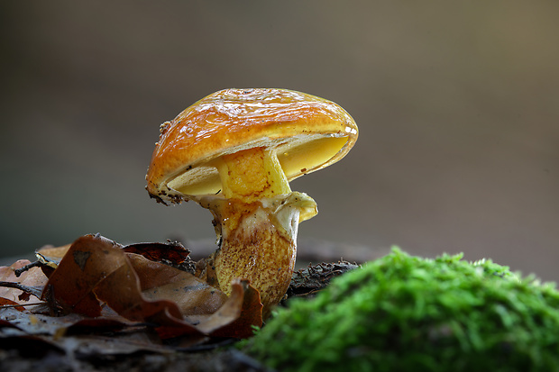 masliak smrekovcový Suillus grevillei (Klotzsch) Singer