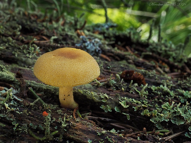 čírovec ozdobný Tricholomopsis decora (Fr.) Singer