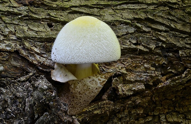 pošvovec stromový Volvariella bombycina (Schaeff.) Singer