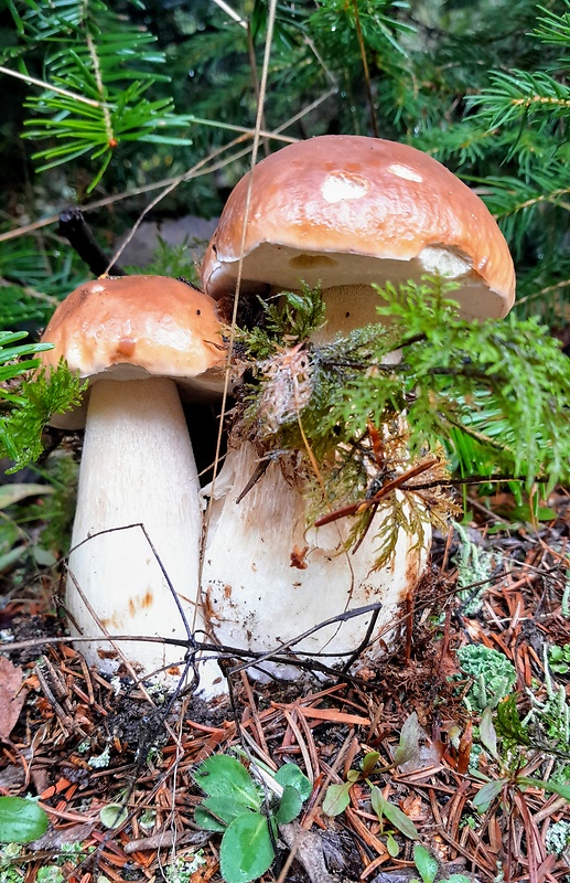 hríb smrekový Boletus edulis Bull.