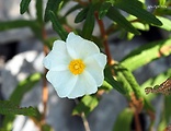 cistus montpellierský