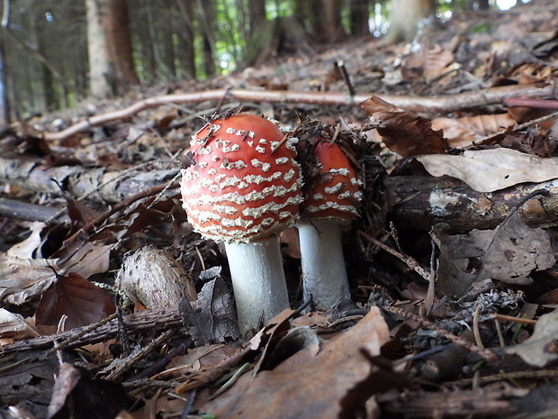 muchotrávka červená Amanita muscaria (L.) Lam.