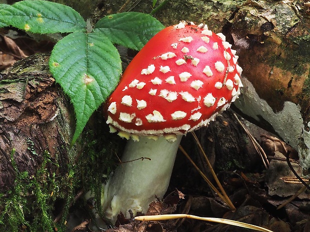 muchotrávka červená Amanita muscaria (L.) Lam.