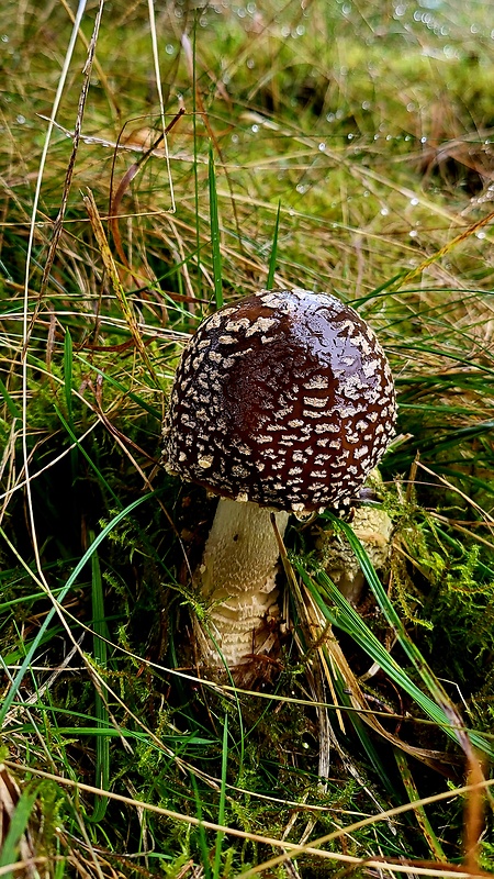 muchotrávka kráľovská Amanita regalis (Fr.) Michael