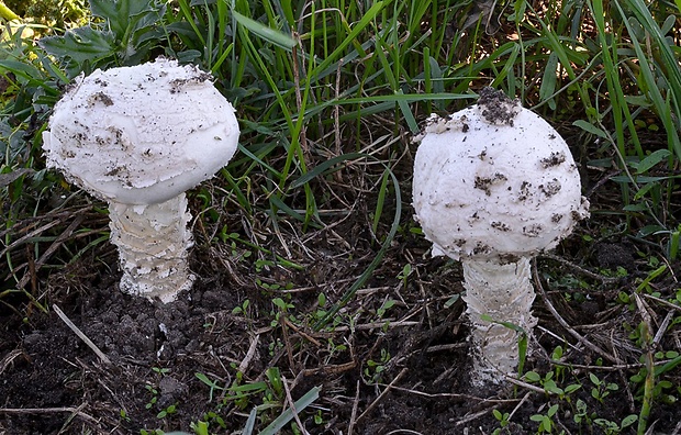 muchotrávka Vittadiniho Amanita vittadinii (Moretti) Vittad.