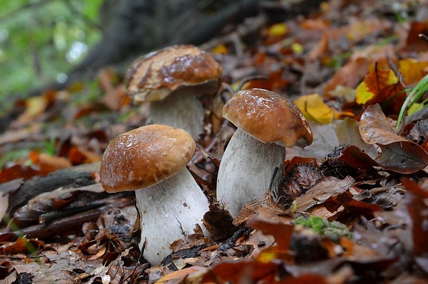 hríb smrekový Boletus edulis Bull.