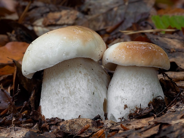 hríb smrekový Boletus edulis Bull.