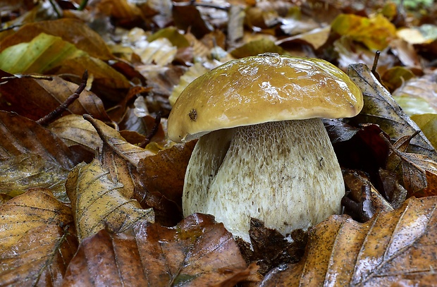 hríb smrekový Boletus edulis Bull.