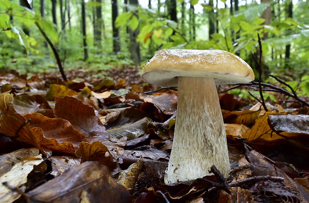 hríb smrekový Boletus edulis Bull.