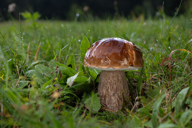 hríb smrekový Boletus edulis Bull.