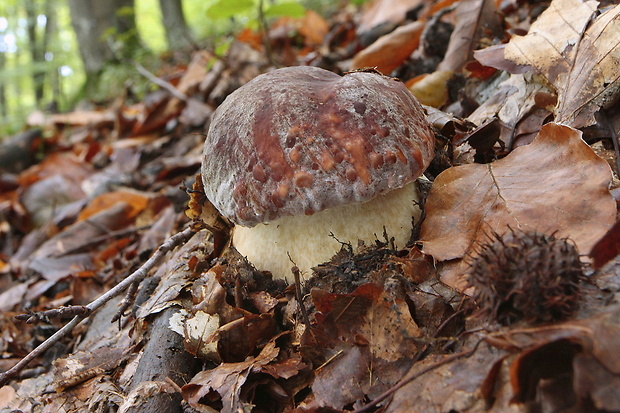 hríb sosnový Boletus pinophilus Pil. et Dermek in Pil.