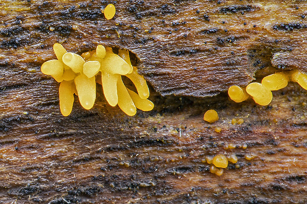 parôžkovec malý Calocera cornea (Fr.) Loud.