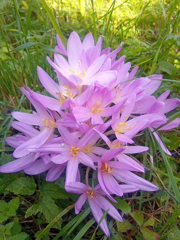 jesienka obyčajná Colchicum autumnale