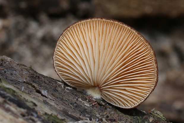 pahliva šafranová Crepidotus crocophyllus (Berk.) Sacc.