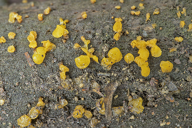 slzovec Dacrymyces sp.