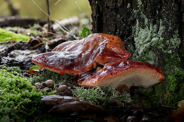 pečeňovec dubový Fistulina hepatica (Schaeff.) With.