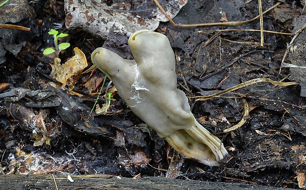 chriapač Helvella sp.