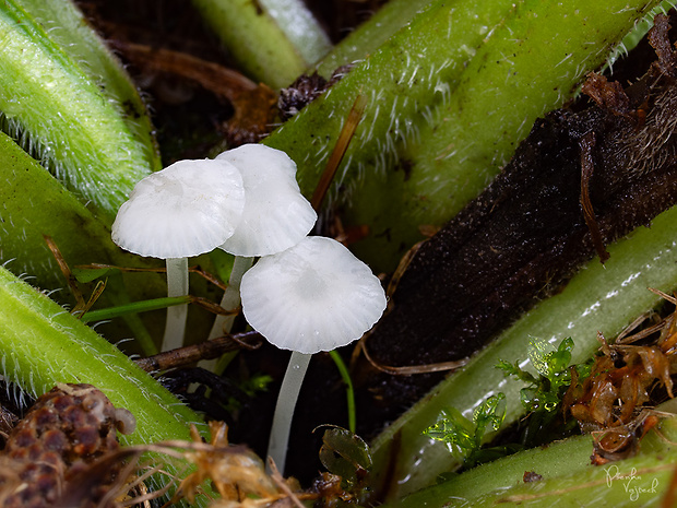 prilbovec kostihojový  Hemimycena candida (Bres.) Singer