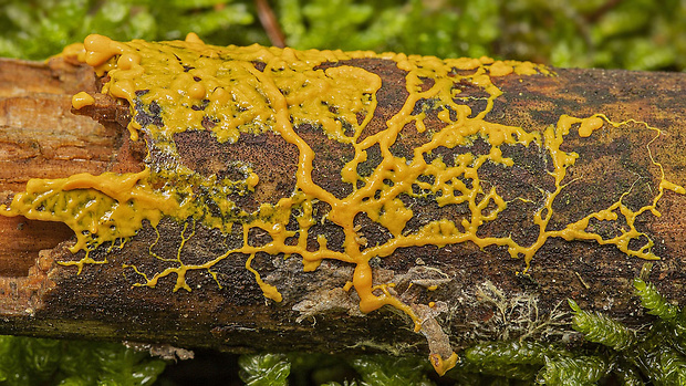 slizovka Hemitrichia serpula (Scop.) Rostaf.