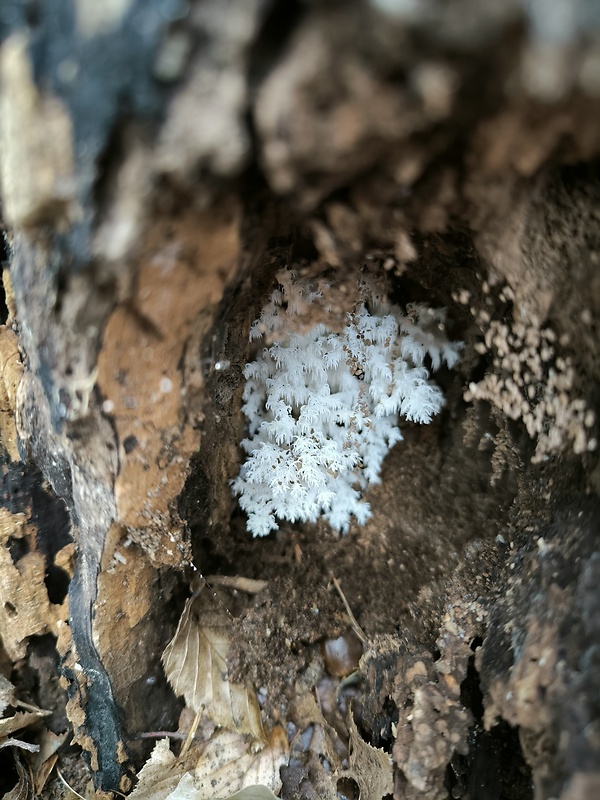 koralovec bukový Hericium coralloides (Scop.) Pers.