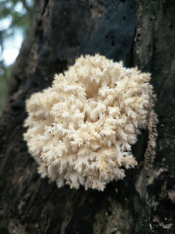 koralovec bukový Hericium coralloides (Scop.) Pers.