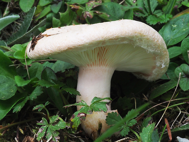 rýdzik chĺpkatý Lactarius pubescens (Fr.) Fr.