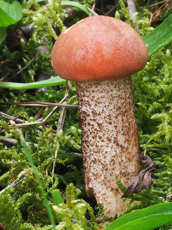 kozák dubový Leccinum aurantiacum (Bull.) Gray