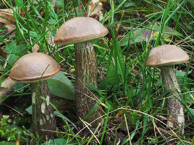 kozák brezový Leccinum scabrum (Bull.) Gray