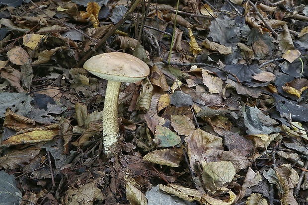 kozák Leccinum sp.