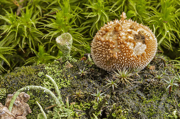 prášnica Lycoperdon sp.