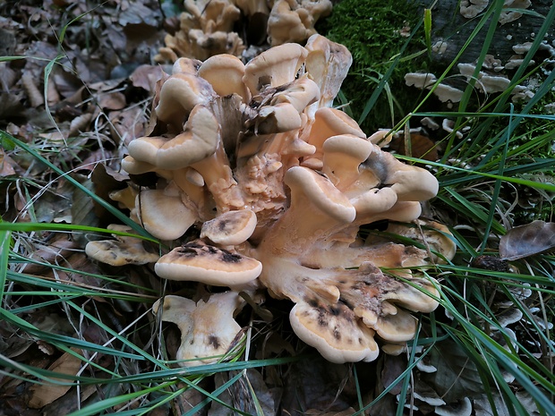 vejárovec obrovský Meripilus giganteus (Pers.) P. Karst.