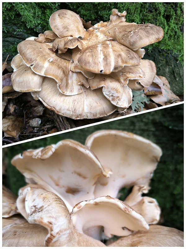 vejárovec obrovský Meripilus giganteus (Pers.) P. Karst.