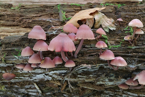 prilbička krvavomliečna Mycena haematopus (Pers.) P. Kumm.