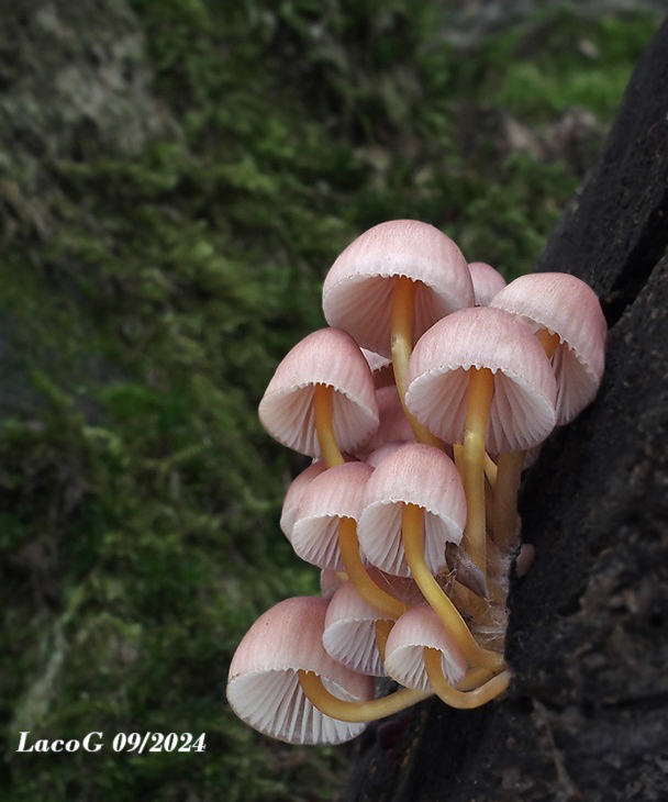 prilbička žltohlúbiková Mycena renati Quél.