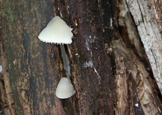 prilbička Mycena sp.