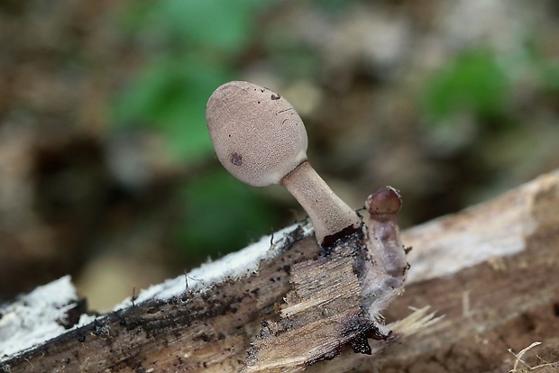 prilbička Mycena sp.