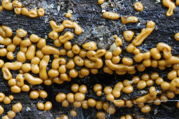 slizovka Myxomycetes