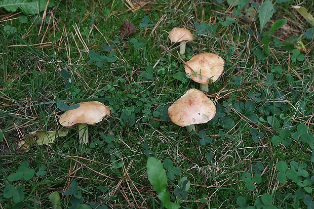 masliak zrnitý Suillus granulatus (L.) Roussel