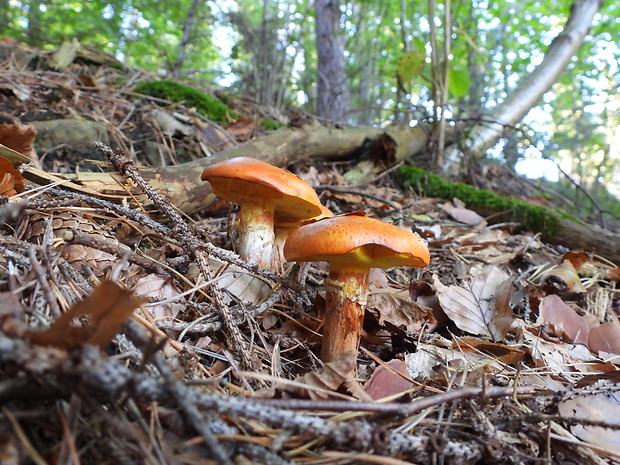 masliak smrekovcový Suillus grevillei (Klotzsch) Singer