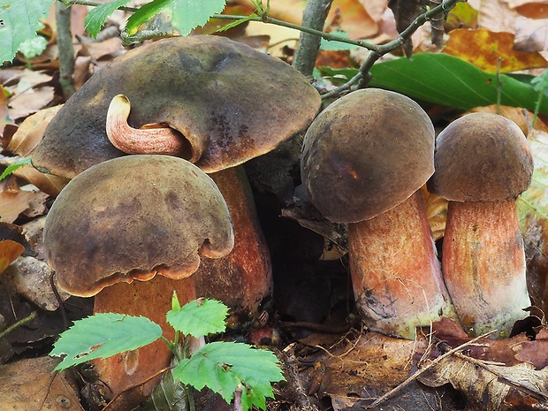 hríb zrnitohlúbikový Sutorius luridiformis (Rostk.) G. Wu & Zhu L. Yang