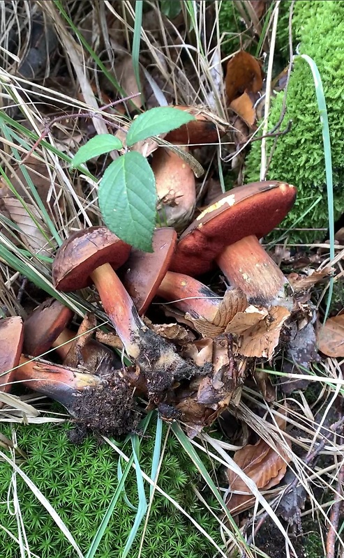 hríb zrnitohlúbikový Sutorius luridiformis (Rostk.) G. Wu & Zhu L. Yang