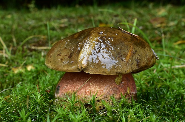 hríb zrnitohlúbikový Sutorius luridiformis (Rostk.) G. Wu & Zhu L. Yang