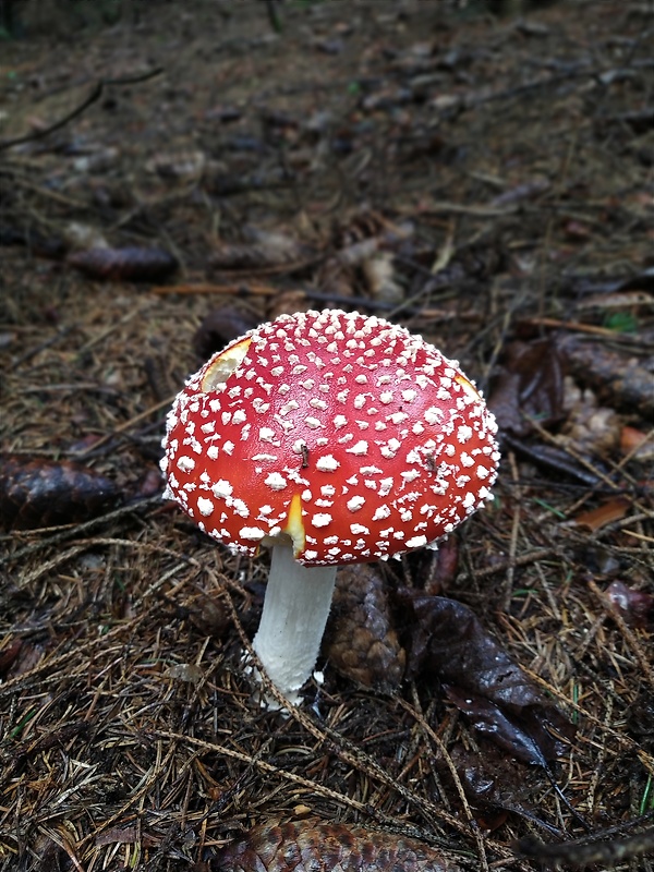 muchotrávka červená Amanita muscaria (L.) Lam.