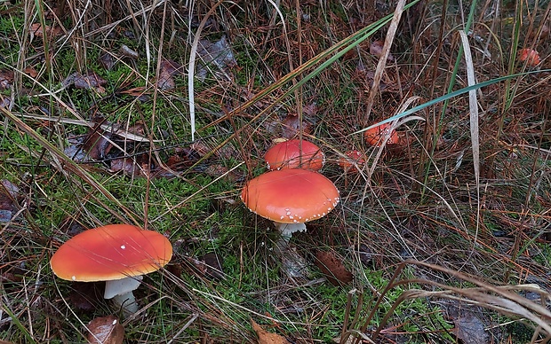 muchotrávka červená Amanita muscaria (L.) Lam.