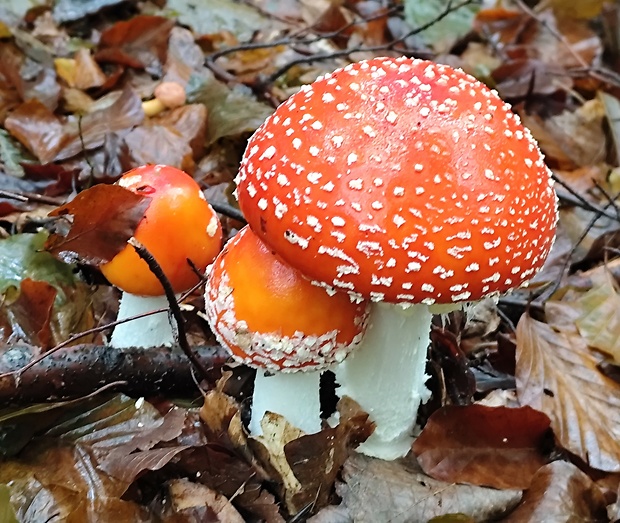 muchotrávka červená Amanita muscaria (L.) Lam.