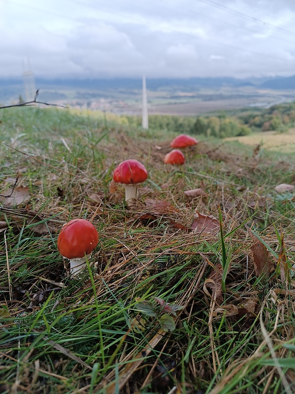 muchotrávka červená Amanita muscaria (L.) Lam.