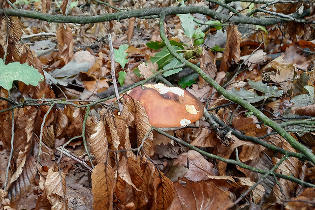 hríb bronzový Boletus aereus Bull. ex Fr.