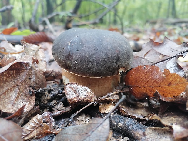 hríb bronzový Boletus aereus Bull. ex Fr.