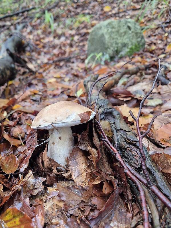 hríb smrekový Boletus edulis Bull.